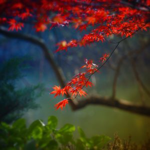 Crimson Leaves in Autumn Glow