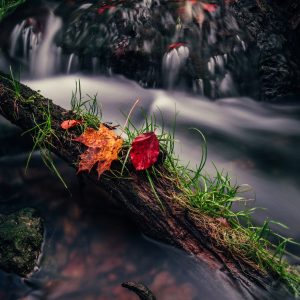 Nature & Landscape Photography